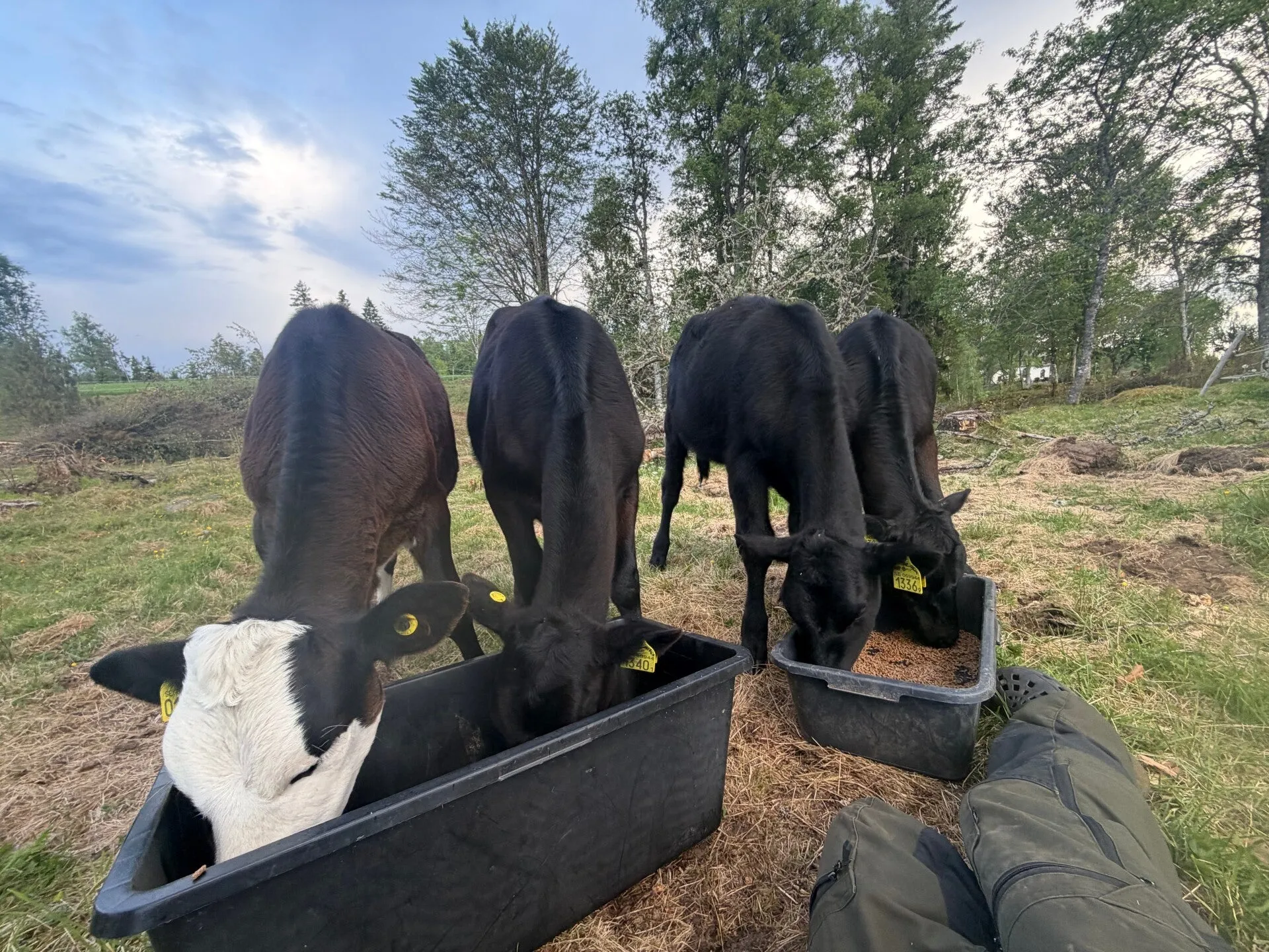 Fyra nötkreatur äter tillsammans ur ett fodertråg utomhus